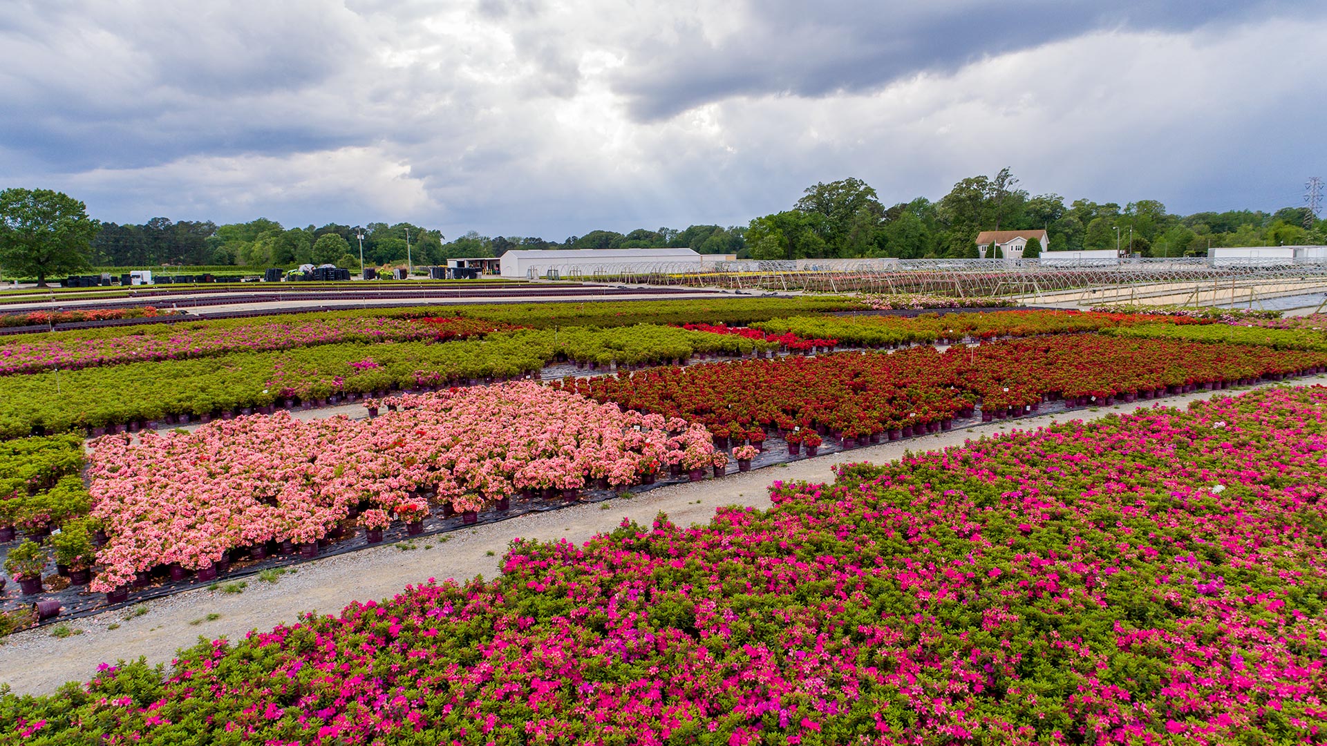 Lancaster Farms Wholesale Nursery